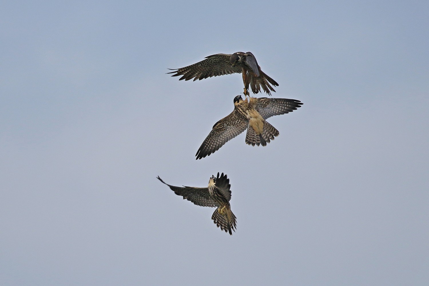 Lodolai ( Falco subbuteo ) adulti e giovani